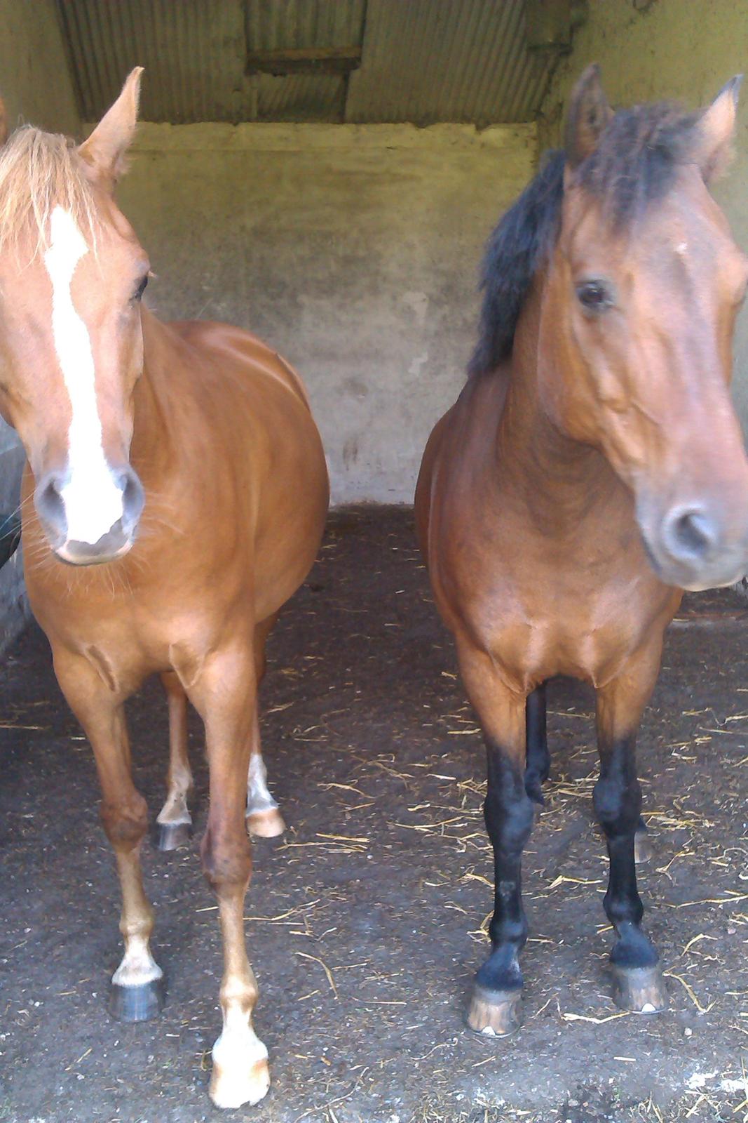 Palomino Havens Aura - Aura med sin nye kæreste :) billede 11