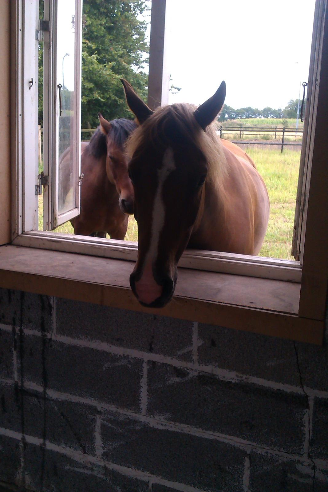 Palomino Havens Aura - Halløøøj..... Laver I noget spændende :D billede 12