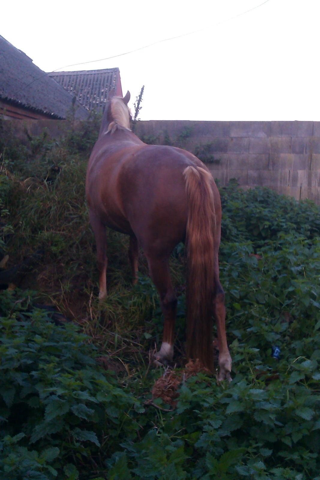 Palomino Havens Aura - Jeppe på bjerget... Nåh nej, Aura på bjerget :) billede 13