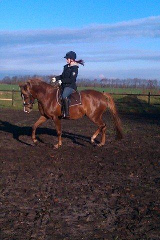 Palomino Havens Aura - Så smuk hun er min lille pige billede 14