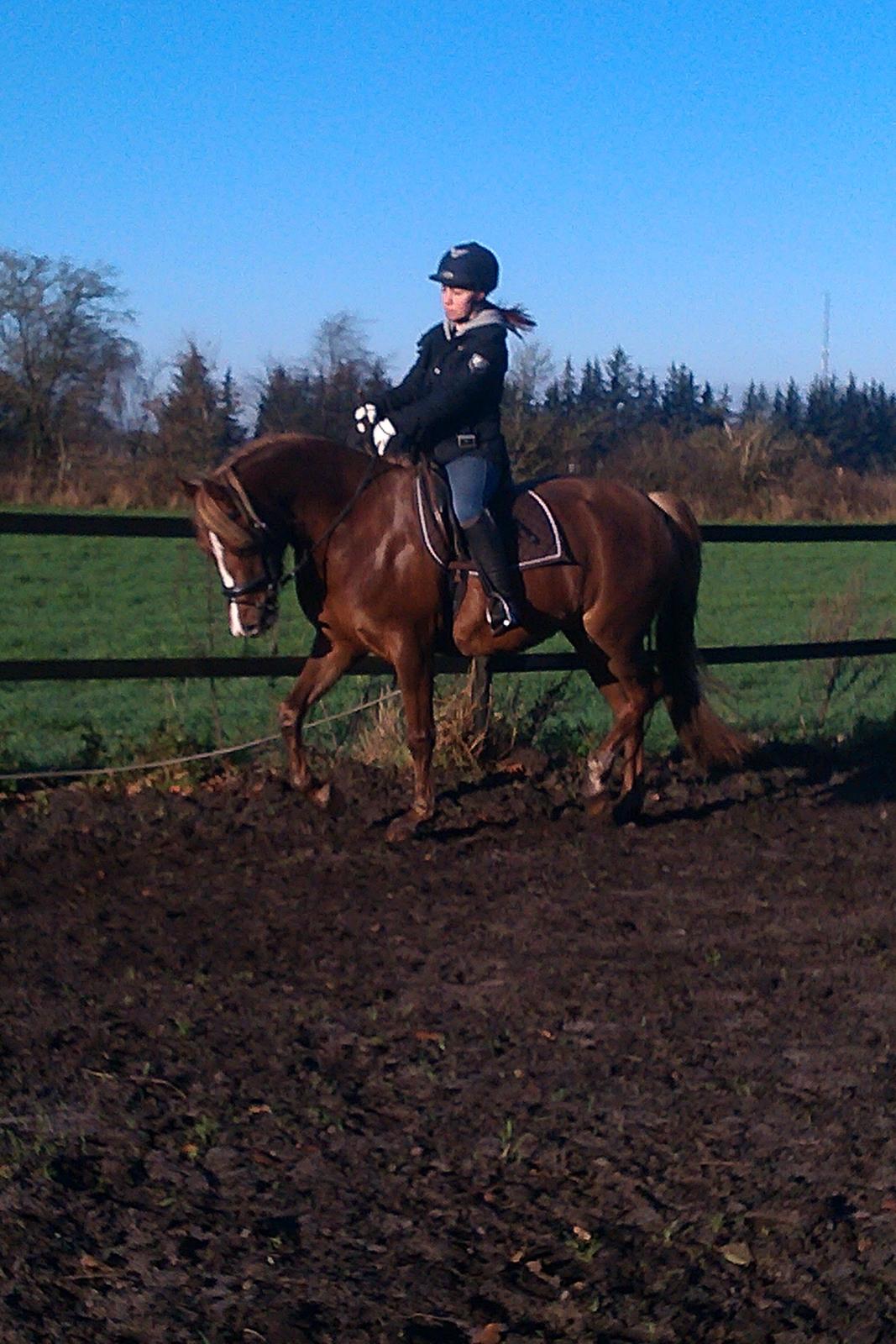 Palomino Havens Aura - Så smuk! billede 15