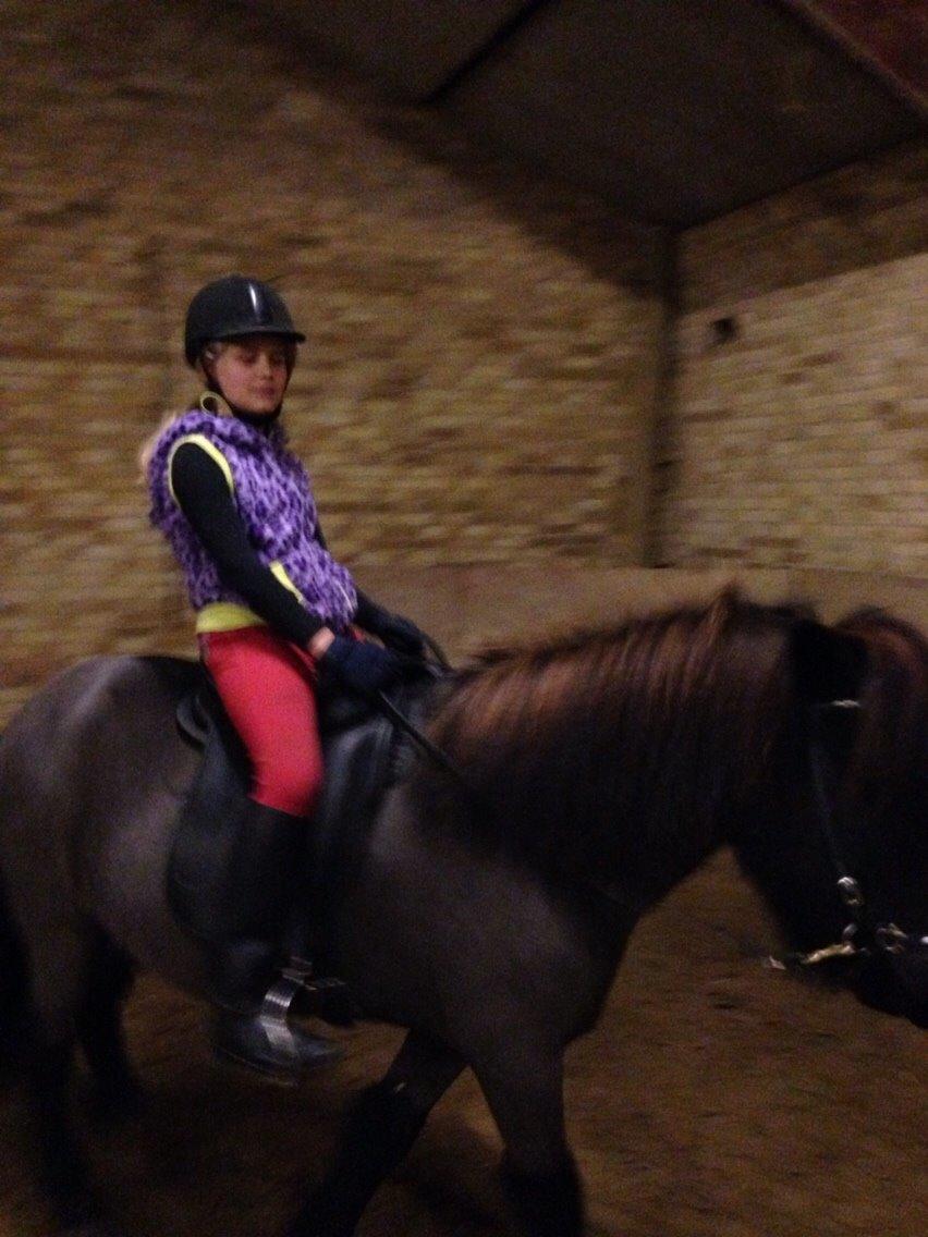 Islænder Blængur fra Hindø billede 9