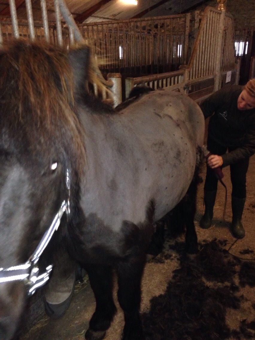 Islænder Blængur fra Hindø billede 10