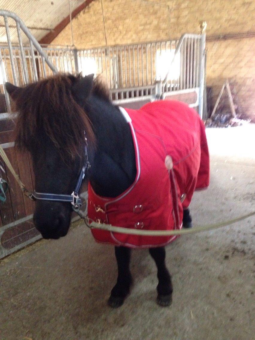 Islænder Blængur fra Hindø billede 11