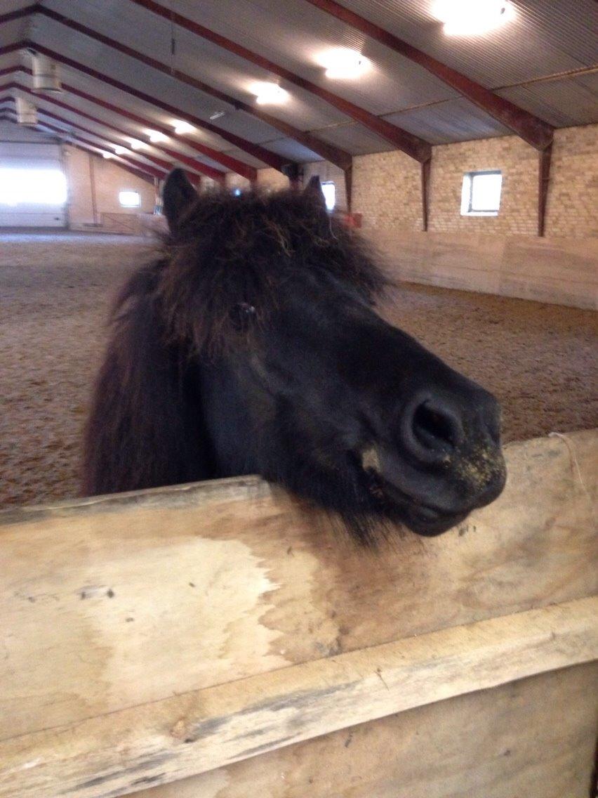 Islænder Blængur fra Hindø billede 12