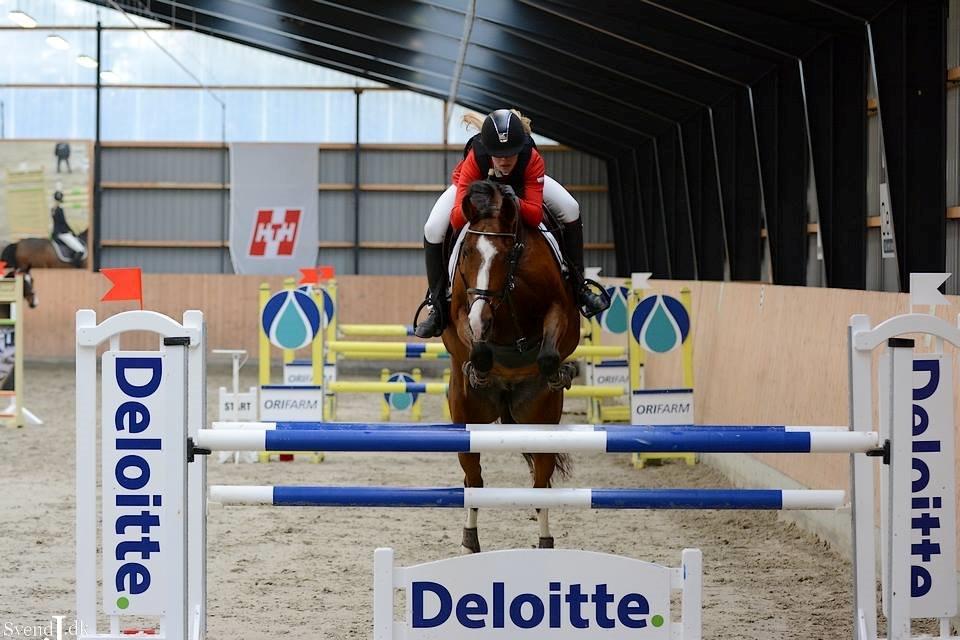 Dansk Varmblod VERONA HS - Esbjerg Rideklub LA2** 120 cm billede 20