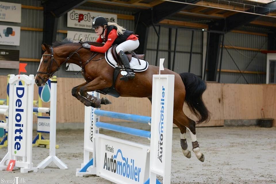 Dansk Varmblod VERONA HS - Esbjerg Rideklub LA1* 115 cm billede 16