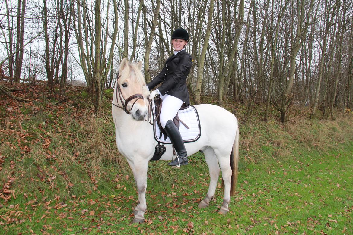 Fjordhest Rocco Vårby billede 10