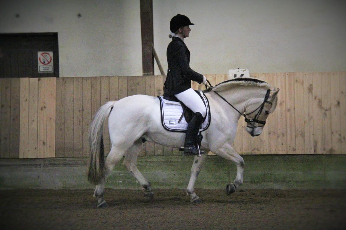 Fjordhest Rocco Vårby billede 11