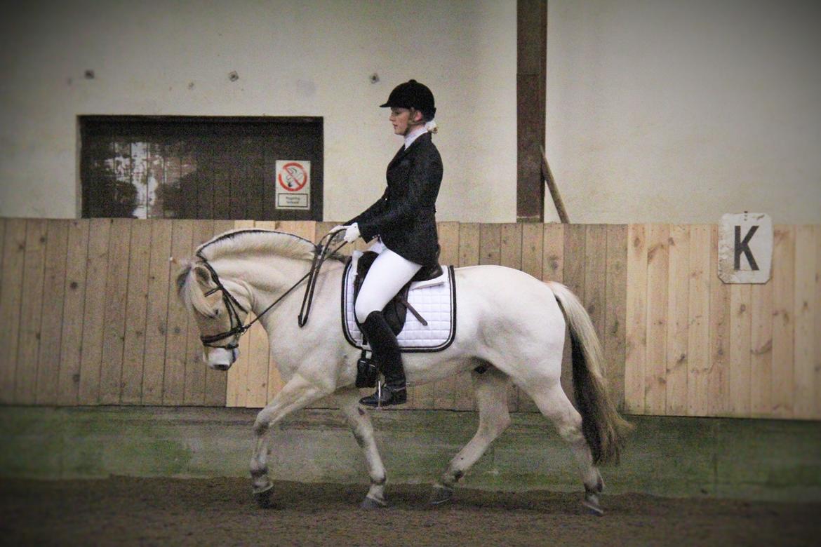 Fjordhest Rocco Vårby billede 12