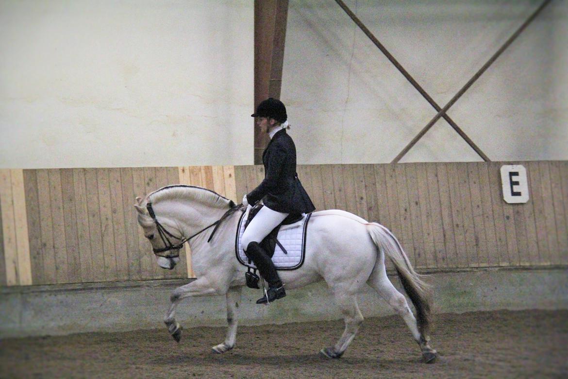 Fjordhest Rocco Vårby billede 13