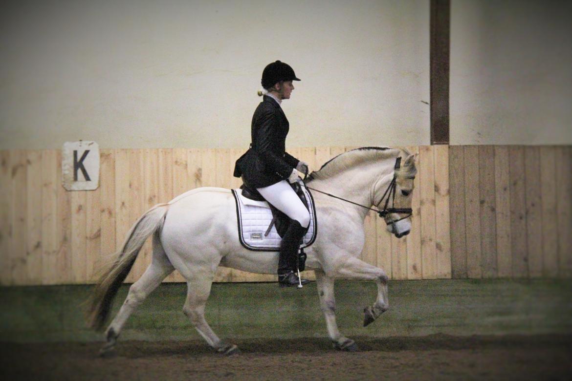 Fjordhest Rocco Vårby billede 14