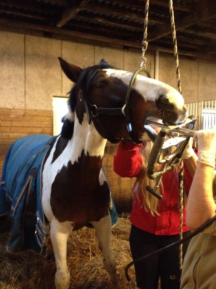 Pinto PePitto - Petti<3 - Basse havde tandlægen  på besøg ;) 2/12-14 billede 13