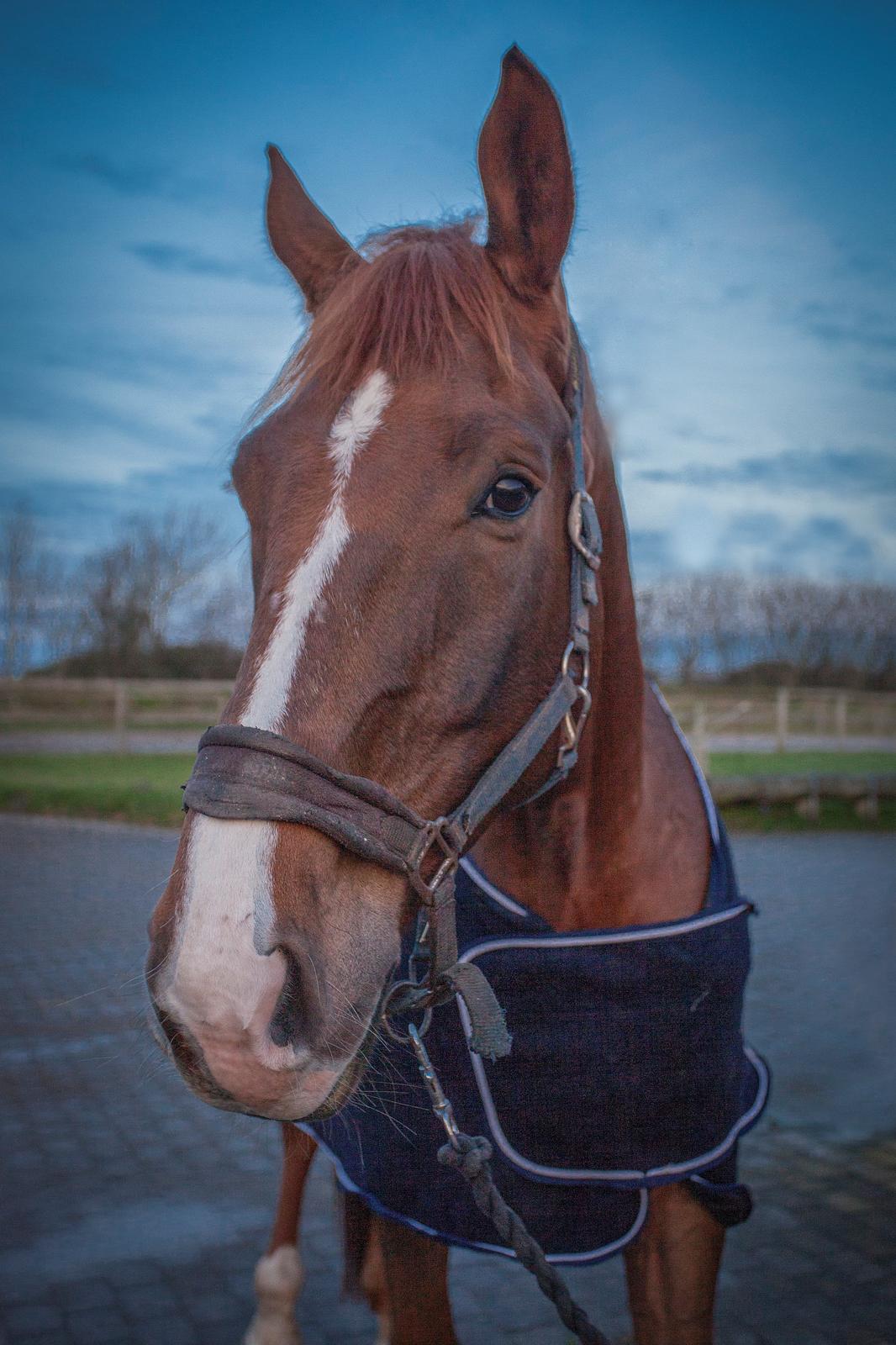 Dansk Varmblod Reader (Manse<3) - Jeg var i praktik i uge 48. Hvor jeg fik en opgave, at jeg skulle tage billeder af Reader.. Her er et af billederne <3 Hvad syntes i? :)  billede 12