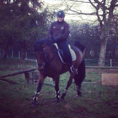 Hollandsk Sportspony Cirkelina billede 1