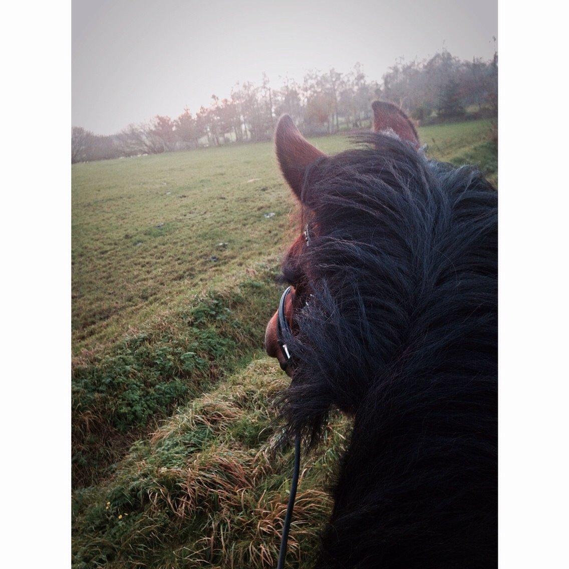 Hollandsk Sportspony Cirkelina billede 4