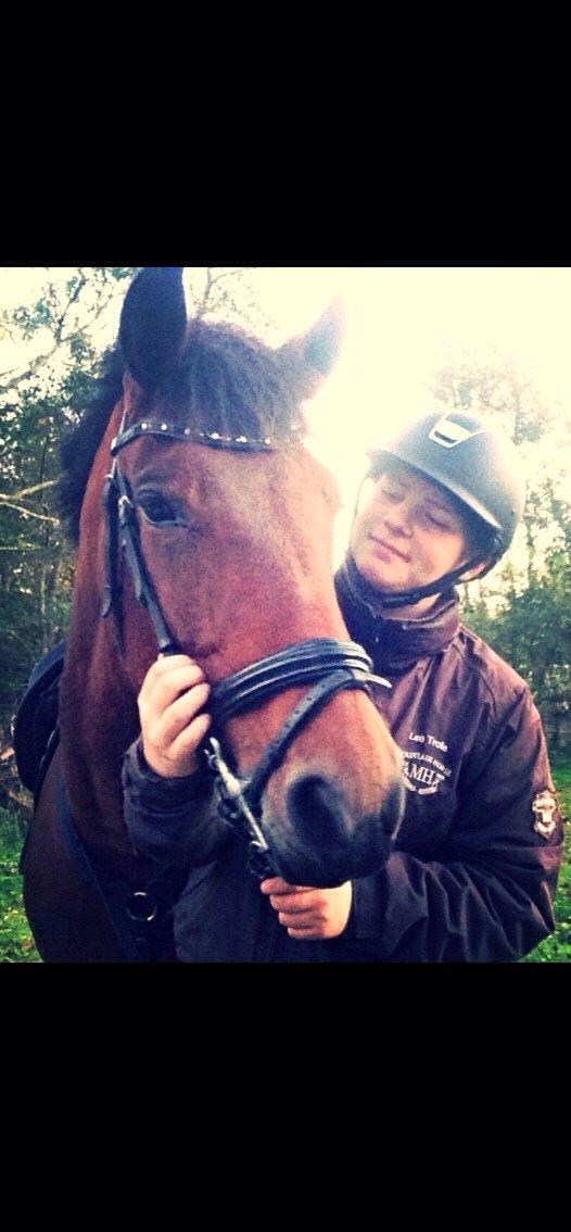 Hollandsk Sportspony Cirkelina billede 6