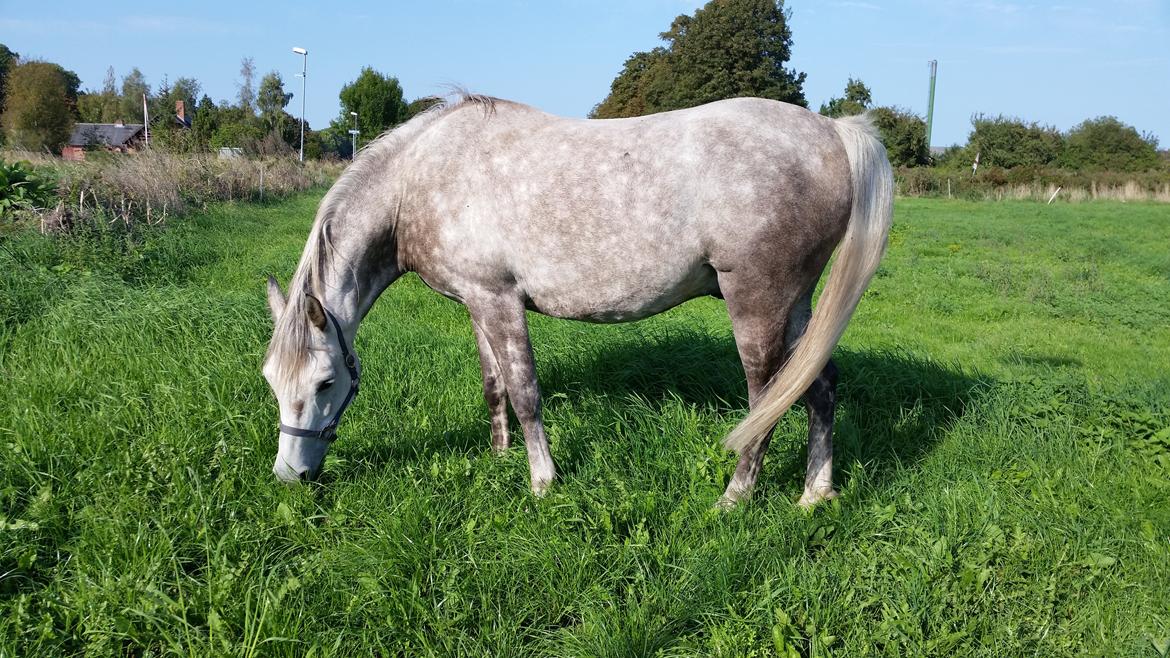 Arabisk fuldblod (OX) Silver billede 6