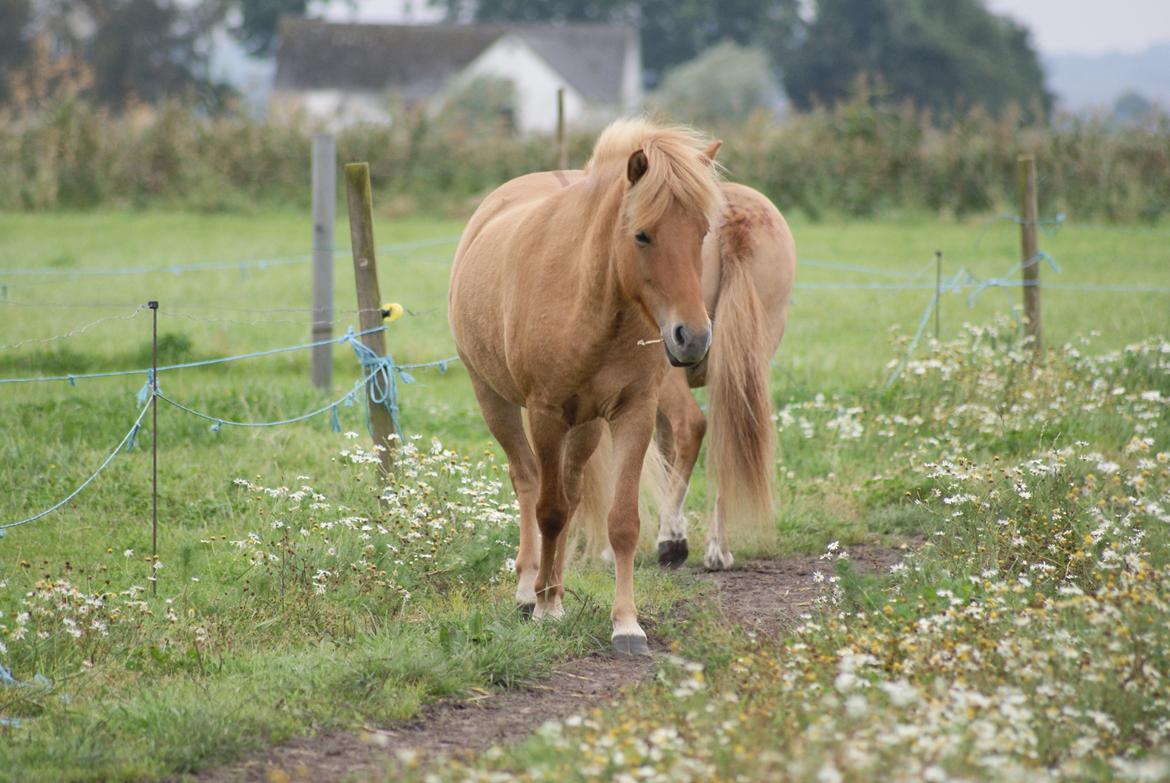 Islænder Tritla - Trille <3 billede 1
