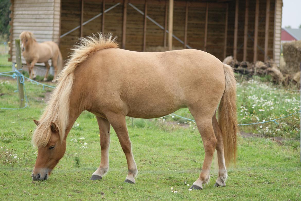 Islænder Tritla - Trille <3 billede 15