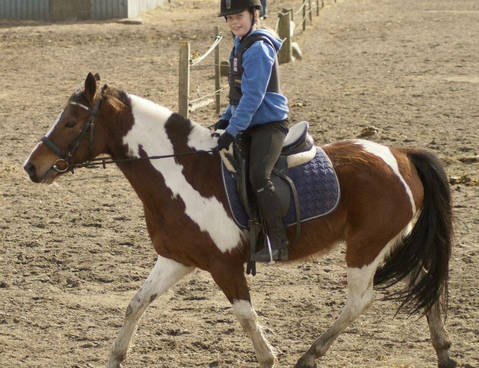 Pinto Tonto - søde pony dyr første gang billede 10