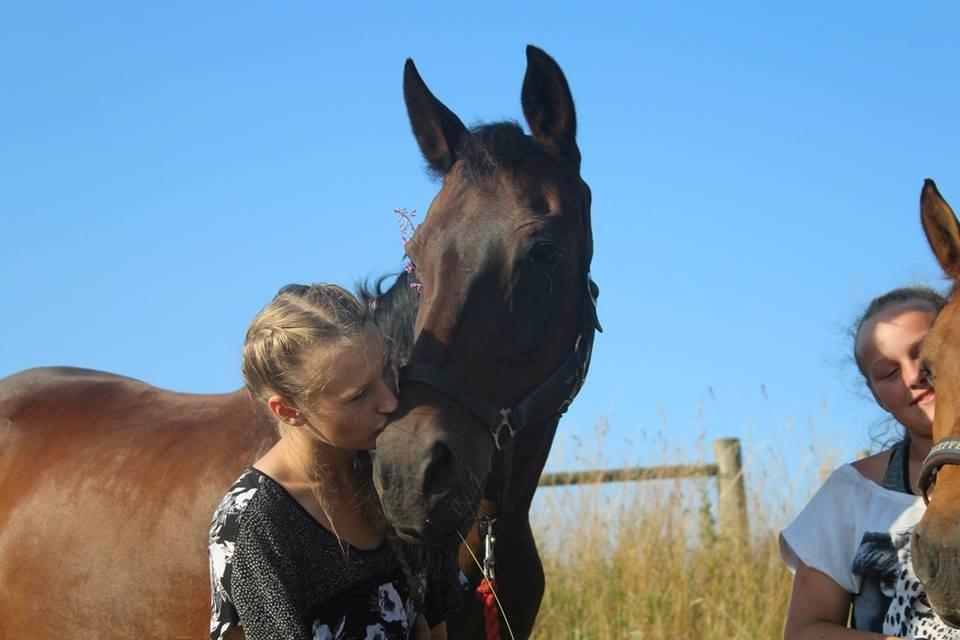 Dansk Varmblod Sabine Esperanza billede 16