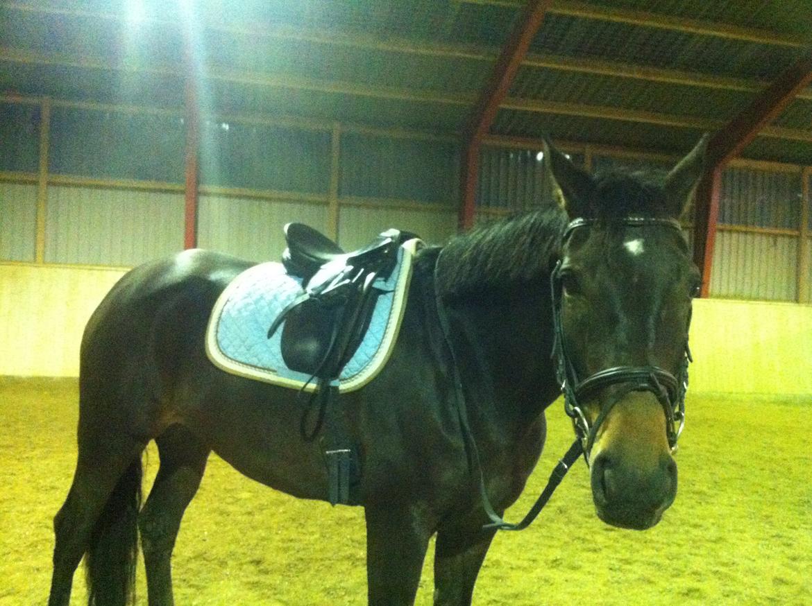 Dansk Varmblod Østerhyldigs Snowdancer billede 9