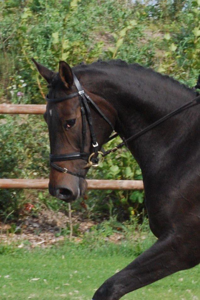 Dansk Varmblod Østerhyldigs Snowdancer billede 10