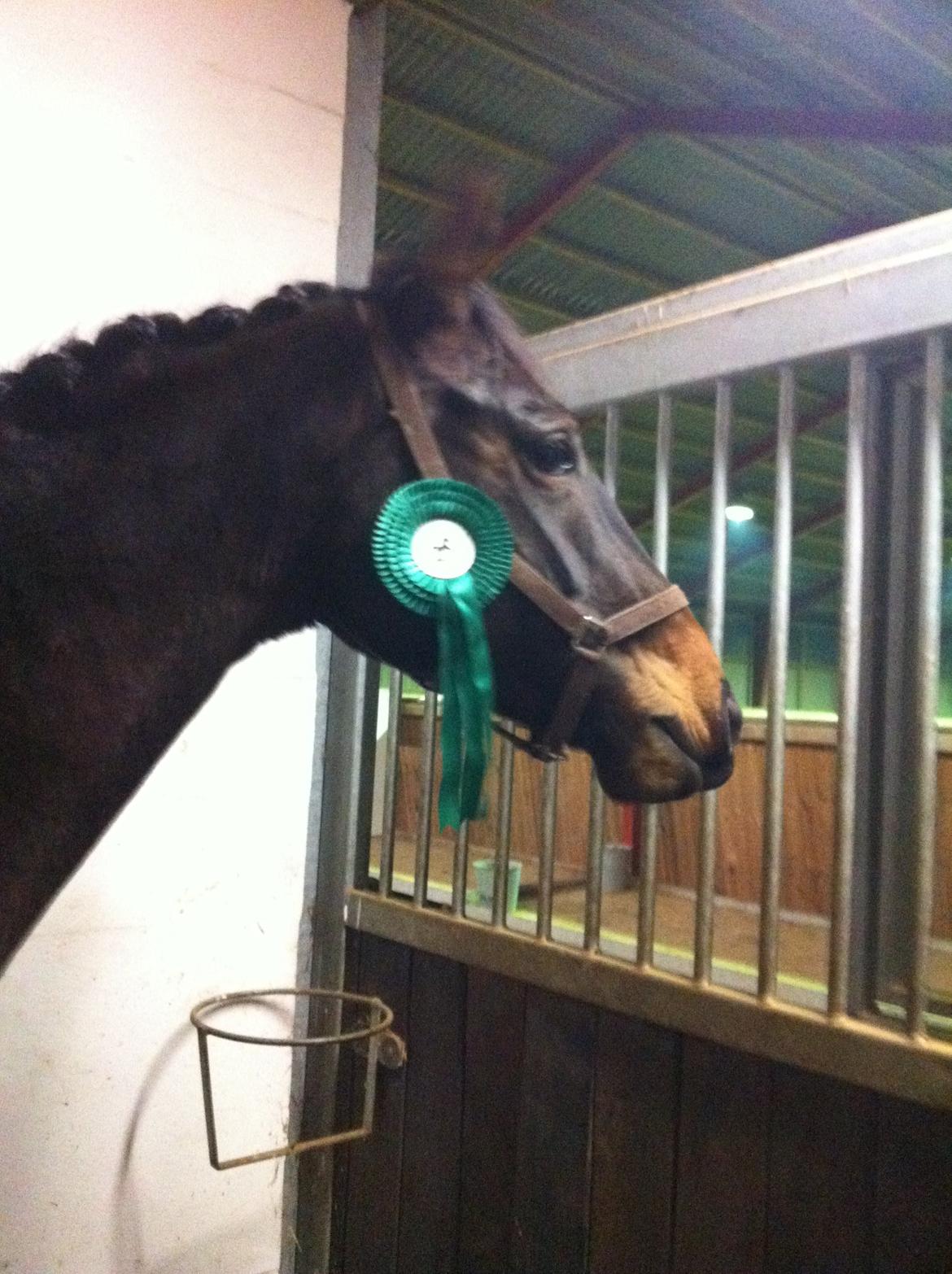 Dansk Varmblod Østerhyldigs Snowdancer billede 11