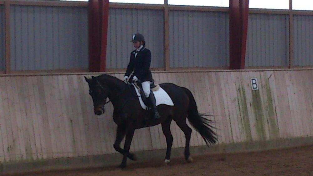 Dansk Varmblod Østerhyldigs Snowdancer billede 13