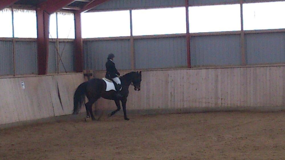 Dansk Varmblod Østerhyldigs Snowdancer billede 14