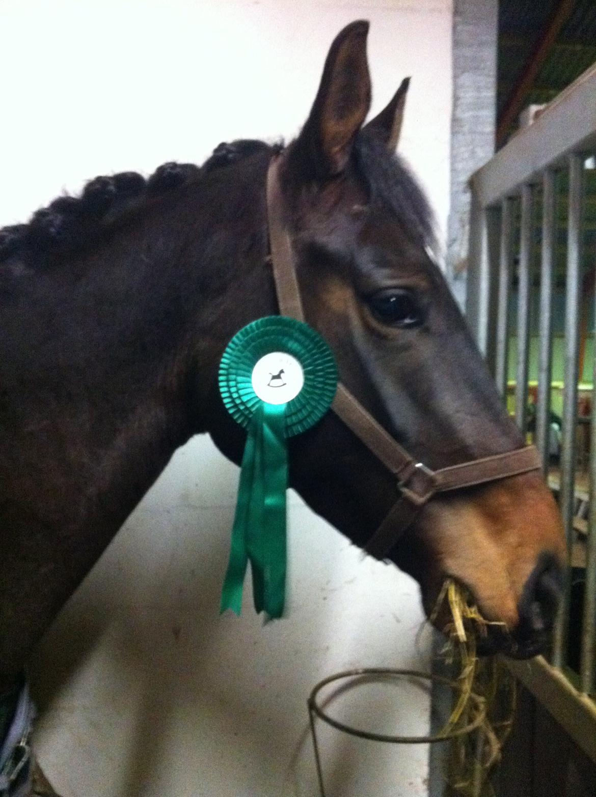 Dansk Varmblod Østerhyldigs Snowdancer billede 12