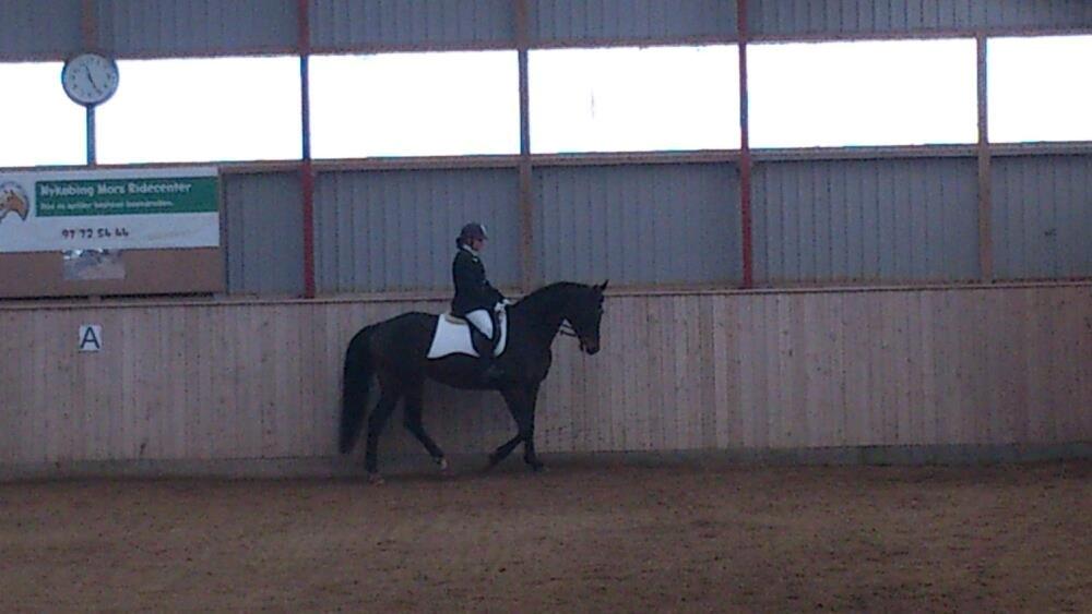 Dansk Varmblod Østerhyldigs Snowdancer billede 16