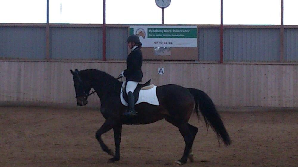 Dansk Varmblod Østerhyldigs Snowdancer billede 17