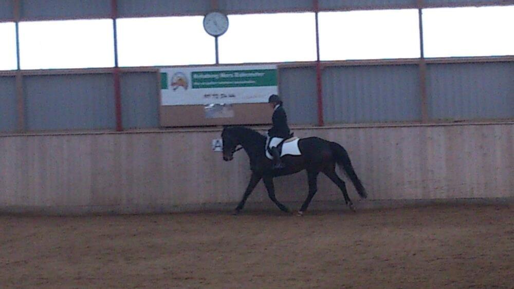 Dansk Varmblod Østerhyldigs Snowdancer billede 19