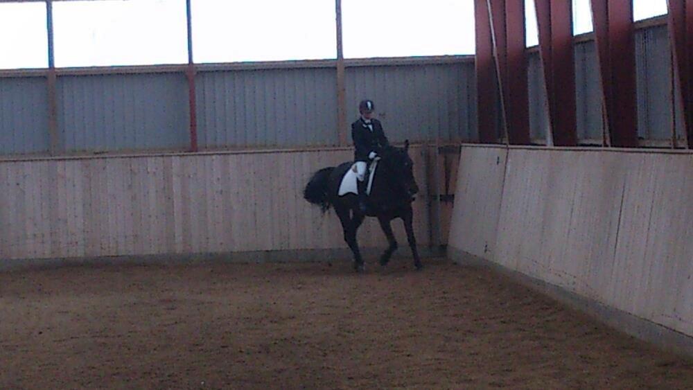 Dansk Varmblod Østerhyldigs Snowdancer billede 15