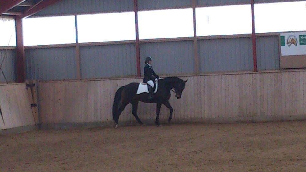 Dansk Varmblod Østerhyldigs Snowdancer billede 21