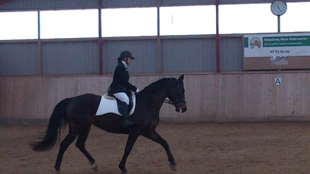 Dansk Varmblod Østerhyldigs Snowdancer billede 22