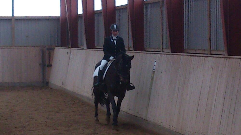 Dansk Varmblod Østerhyldigs Snowdancer billede 23