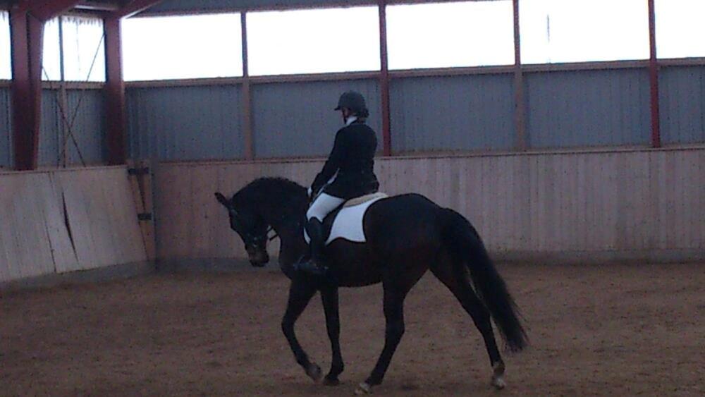 Dansk Varmblod Østerhyldigs Snowdancer billede 24