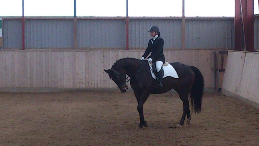 Dansk Varmblod Østerhyldigs Snowdancer billede 20