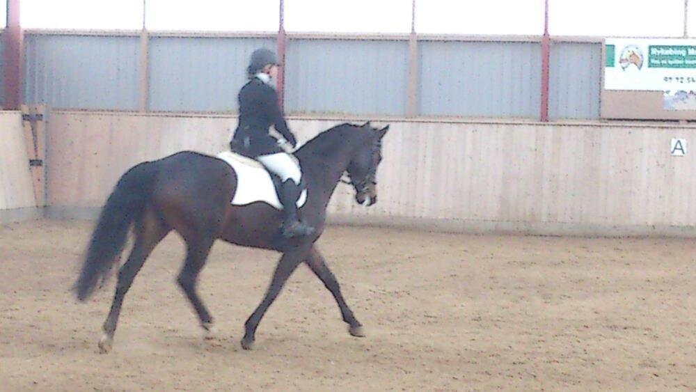 Dansk Varmblod Østerhyldigs Snowdancer billede 26