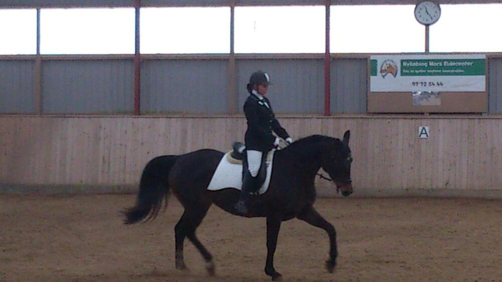 Dansk Varmblod Østerhyldigs Snowdancer billede 27