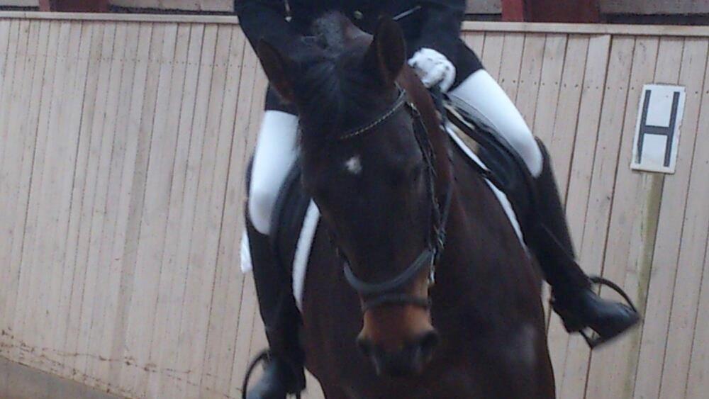 Dansk Varmblod Østerhyldigs Snowdancer billede 28