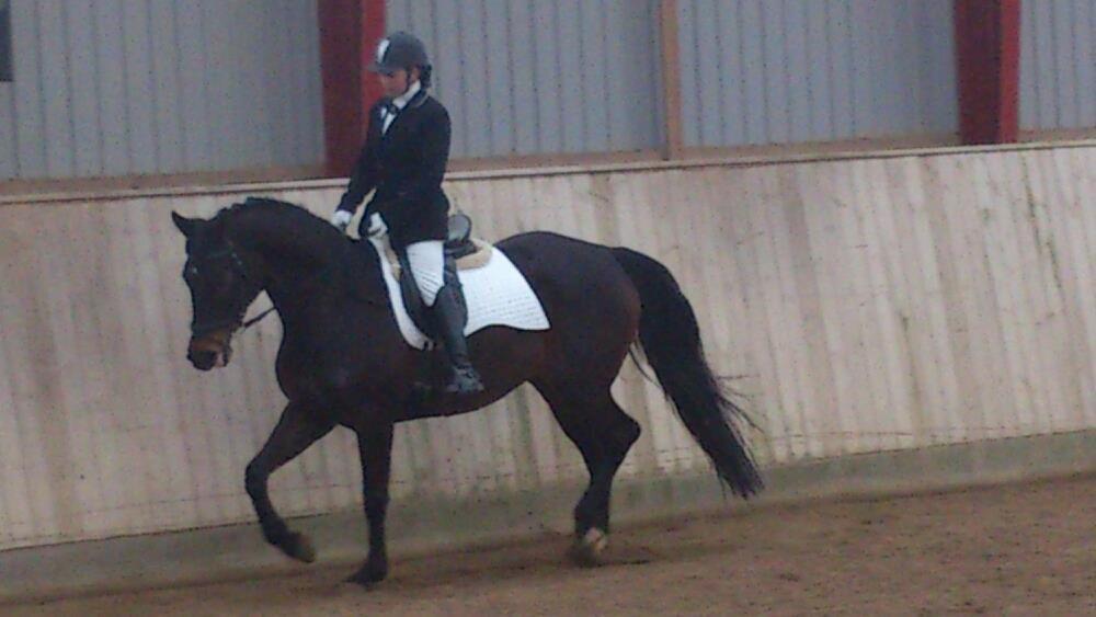 Dansk Varmblod Østerhyldigs Snowdancer billede 29