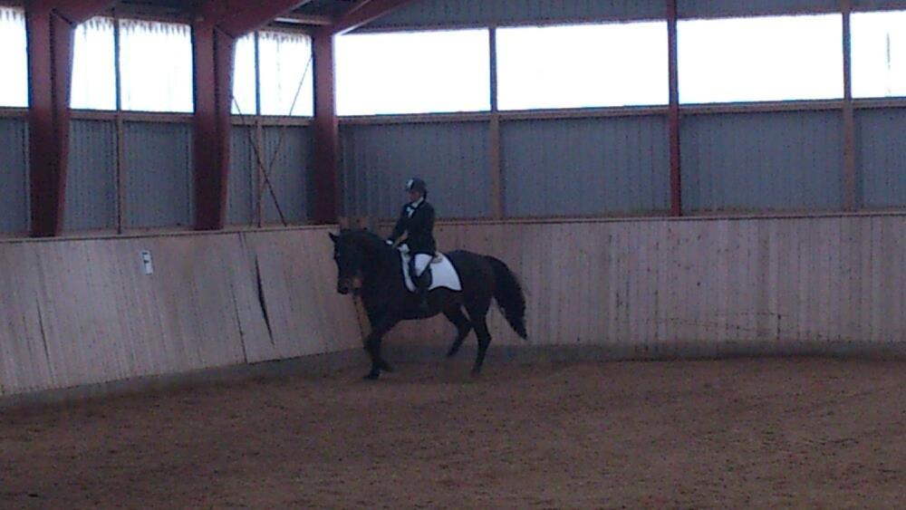 Dansk Varmblod Østerhyldigs Snowdancer billede 30