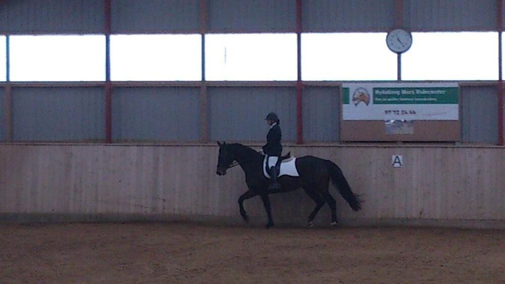 Dansk Varmblod Østerhyldigs Snowdancer billede 25