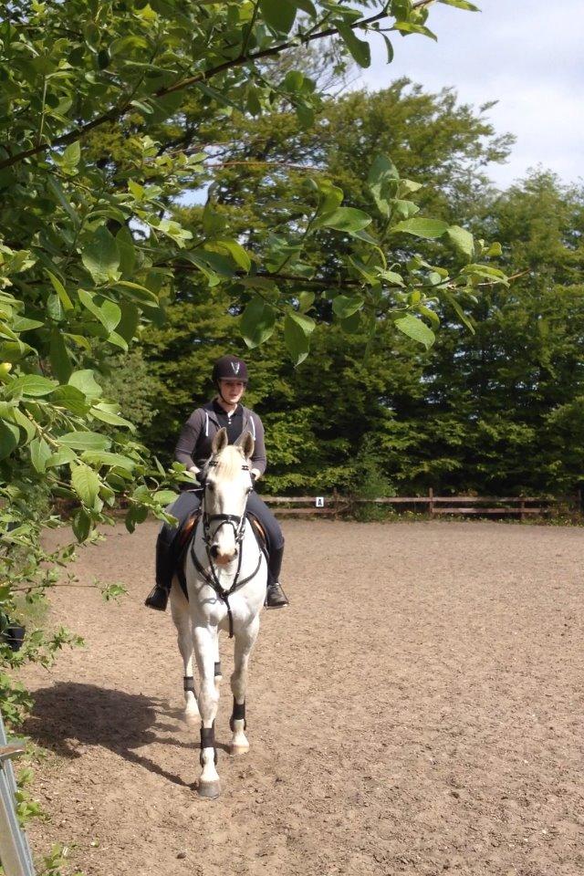 Hollandsk Varmblod Hedley's Boy - Da jeg prøvede ham første gang Foto: min mor billede 1