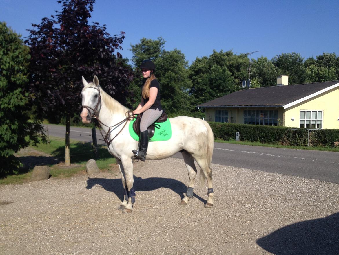 Hollandsk Varmblod Hedley's Boy - Foto: min mor billede 4