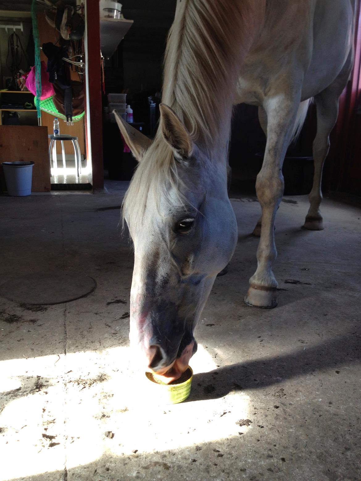 Hollandsk Varmblod Hedley's Boy - Han er MEGET gald for sin lakrids sliksten ;) Foto: mig billede 5